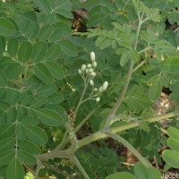 Moringa oleifera Lam.